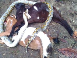 Mangsa Ternak di Polewali , Piton 4 Meter Dibantai Warga