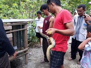1 Lagi Ular Ditangkap Pascaserangan Piton ke Warga Gunungkidul