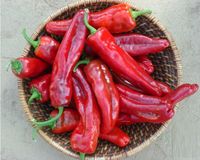 Makanan Pedas Apakah Mempengaruhi Kehamilan - Nuring