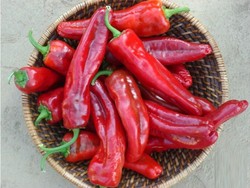 Ya Ampun! Balita Mungil Ini Doyan Makan Cabai Raksasa