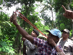 Warga Lumajang Bersenjata Katapel Siaga dari Teror Monyet Liar