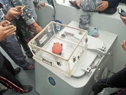Terdeteksi KRI Spica, CVR Lion Air Ditemukan Penyelam Serda Satria