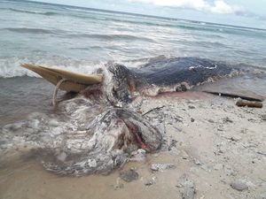 Paus Biru 18 Meter Ditemukan Membusuk di Maluku