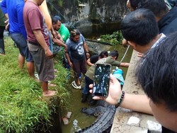 Polisi Bidik Pemilik Buaya 600 Kg yang Makan Orang di Sulut