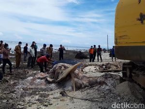 Paus Biru 18 Meter yang Terdampar di Maluku Dikubur