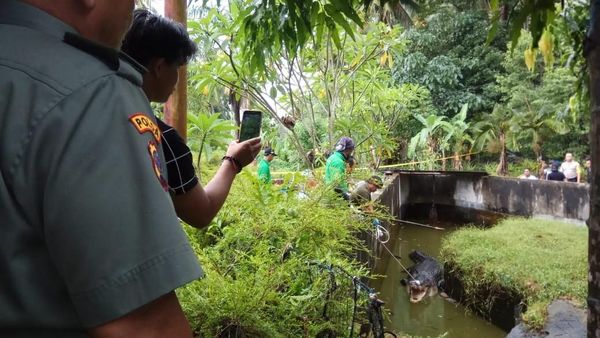 Detik-detik Menegangkan Evakuasi Buaya 600 Kg Pemakan Orang