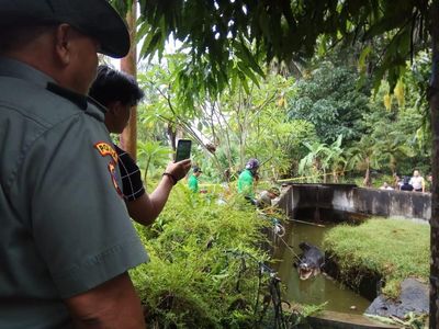 Detik-detik Menegangkan Evakuasi Buaya 600 Kg Pemakan Orang