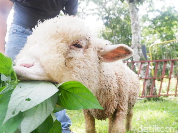 Foto: Penampakan Domba Batur yang Populasinya Terus Turun