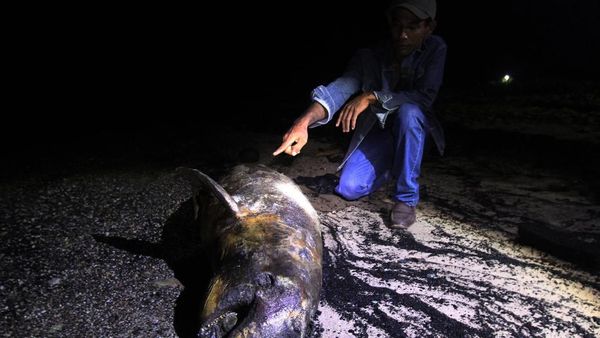 Bangkai Dugong Ditemukan Terdampar di Pantai Riau