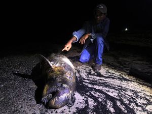 Bangkai Dugong Ditemukan Terdampar di Pantai Riau Bangkai Dugong Ditemukan Terdampar di Pantai Riau