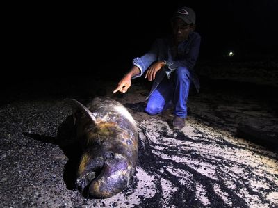 Bangkai Dugong Ditemukan Terdampar di Pantai Riau