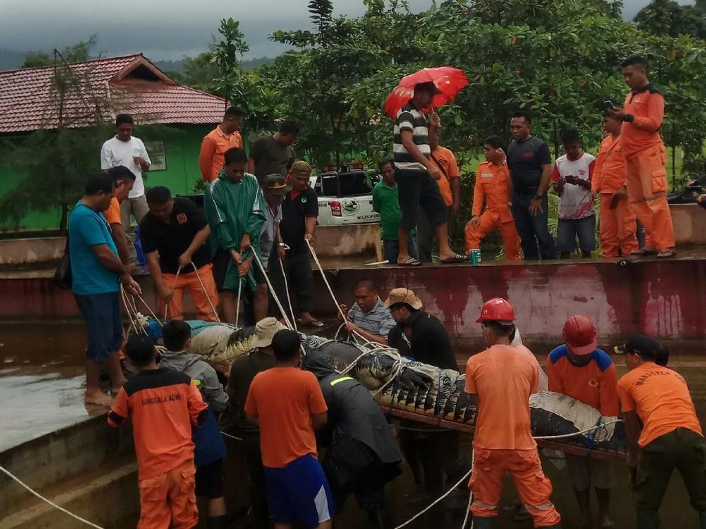 Evakuasi Buaya 600 Kg Pemakan Manusia Ternyata Tanpa Pembiusan Evakuasi Buaya 600 Kg Pemakan Manusia Ternyata Tanpa Pembiusan