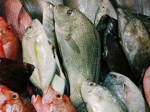 Ikan Segar Lebih Awet Kalau Disimpan dengan Cara Ini Ikan Segar Lebih Awet Kalau Disimpan dengan Cara Ini