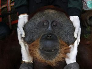 Digigit Orangutan, Hidung dan Mulut Warga Aceh Terluka