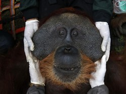 Digigit Orangutan, Hidung dan Mulut Warga Aceh Terluka