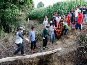 Orangutan yang Terjebak di Perkebunan Warga Aceh Selatan Dievakuasi