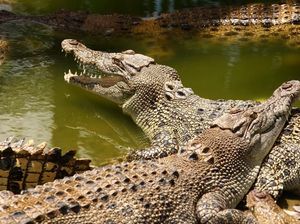 5 Fakta Menarik Soal Daging Buaya, Rasanya Mirip Daging Ayam dan Ikan 5 Fakta Menarik Soal Daging Buaya, Rasanya Mirip Daging Ayam dan Ikan