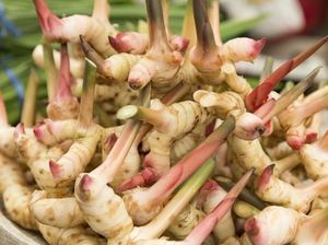 Lengkuas hingga Temu Giring, Bumbu Dapur Sehat yang Bikin Makanan Enak Lengkuas hingga Temu Giring, Bumbu Dapur Sehat yang Bikin Makanan Enak