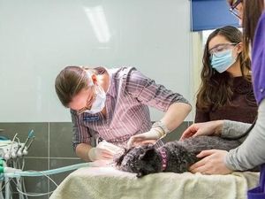 Dokter Hewan di Australia Alami Stres Lebih Tinggi Dibanding Profesi Lain