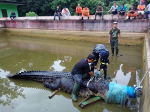 Buaya 660 Kg yang Makan Orang Ditemukan Mati Buaya 660 Kg yang Makan Orang Ditemukan Mati
