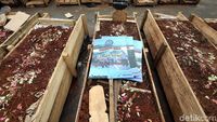 Aksi Kubur Diri Sopir Tangki Pertamina di Depan Istana