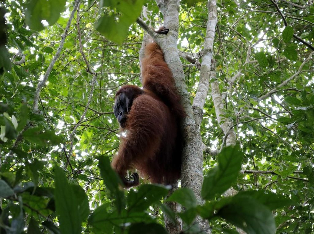 Orangutan Bukan Musuh Kita Orangutan Bukan Musuh Kita