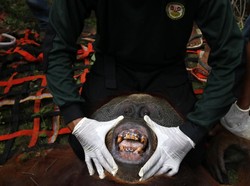 Orangutan Gigit Mulut Petani di Aceh karena Dilempari Batu
