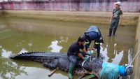 Wow! Sebesar Ini Buaya 600 Kg yang Makan Orang di Sulut