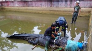 Wow! Sebesar Ini Buaya 600 Kg yang Makan Orang di Sulut