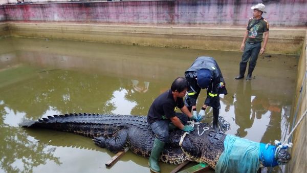 Wow! Sebesar Ini Buaya 600 Kg yang Makan Orang di Sulut