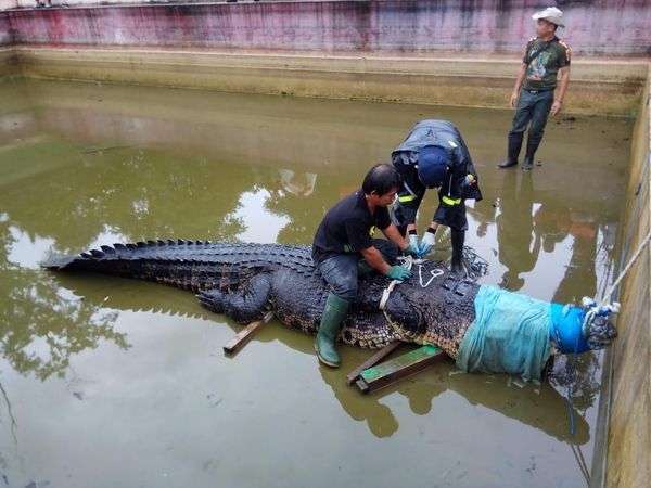 Wow! Sebesar Ini Buaya 600 Kg yang Makan Orang di Sulut