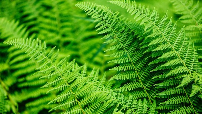 Foto: iStock Foto: iStock