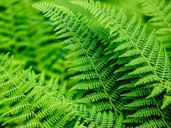 Hampir Sama Proteinnya dengan Kale, Ini Nutrisi Super Daun Pakis