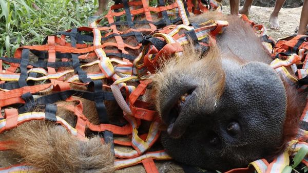 Potret Evakuasi Orangutan yang Terjebak di Perkebunan Warga Aceh
