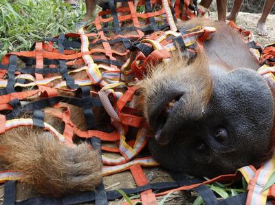 Potret Evakuasi Orangutan yang Terjebak di Perkebunan Warga Aceh