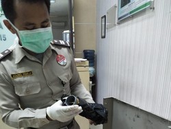 6 Ekor Murai Batu Asal Malaysia Gagal Diselundupkan ke Indonesia