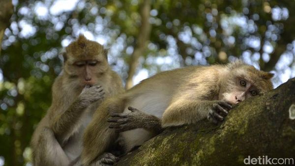 Pangandaran dan Ratu Hutan Tercantiknya dalam Foto