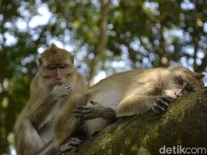 Cagar Alam Pananjung di Pangandaran Diabaikan Wisatawan, Akibat Salah Urus?