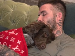 Mewah, Anjing David Beckham Tidur Pakai Selimut Louis Vuitton Rp 83 Juta