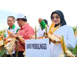 60% Lahan Jagung di Probolinggo Alih Fungsi, Hasil Panen Mencukupi