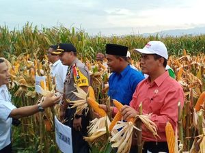 Mentan: Ada Impor Jagung, Tapi Juga Ekspor 380.000 Ton