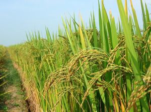 Tips Sukses Kembangkan Padi Organik