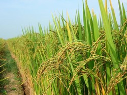 Tips Sukses Kembangkan Padi Organik