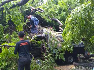Pohon Tumbang Timpa Pikap di Ketabang Kali, Dua Orang Selamat