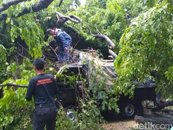 Pohon Tumbang Timpa Pikap di Ketabang Kali, Dua Orang Selamat