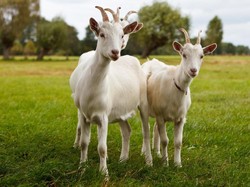 Daging Kambing Diprediksi Jadi Hidangan Populer 2019
