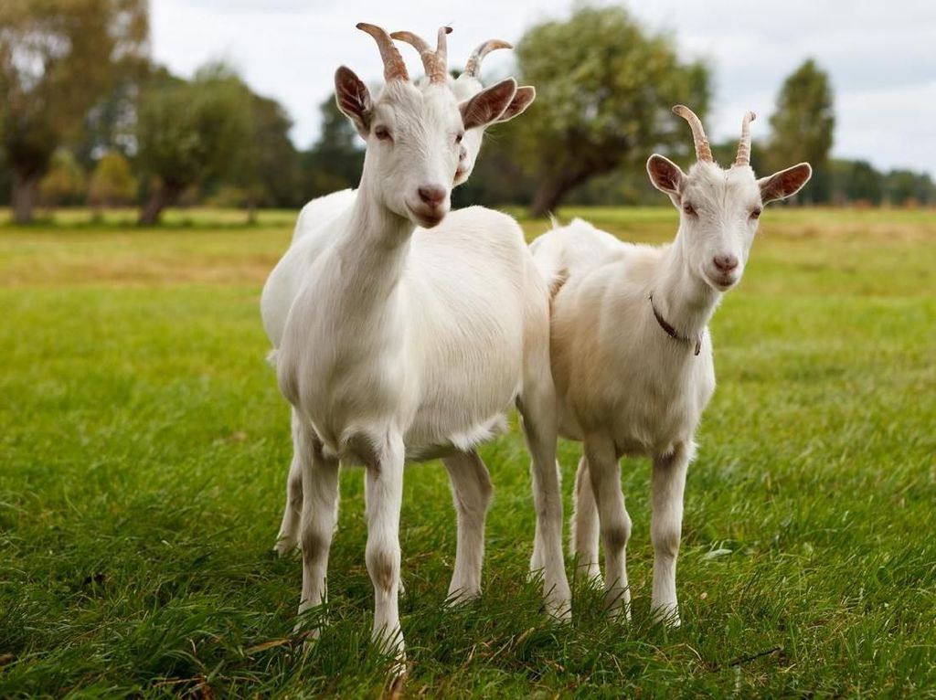 Daging Kambing Diprediksi Jadi Hidangan Populer 2019 Daging Kambing Diprediksi Jadi Hidangan Populer 2019
