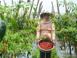 Solusi Kementan agar Petani Tak Buang Sayuran saat Harga Anjlok