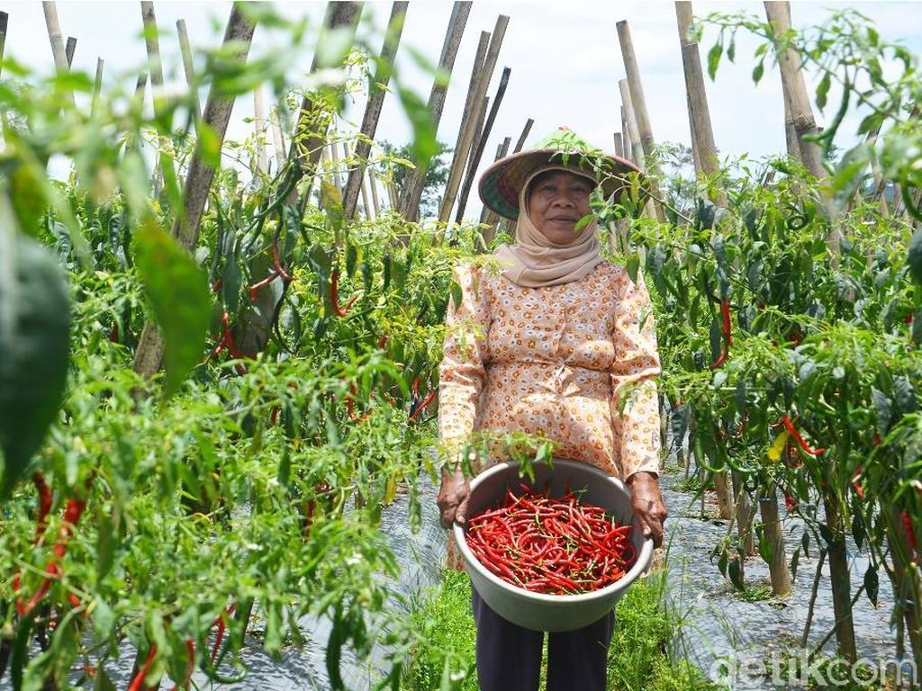 Petani Biarkan Cabai Busuk di Pohon Gara-gara Harga Anjlok Petani Biarkan Cabai Busuk di Pohon Gara-gara Harga Anjlok