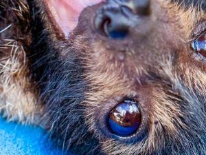 Puluhan Ribu Kelelawar di Australia Mati dalam Waktu 2 Hari